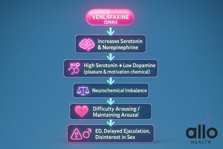 flowchart showing how venlafaxine affects sex drive and causes erectile dysfunction