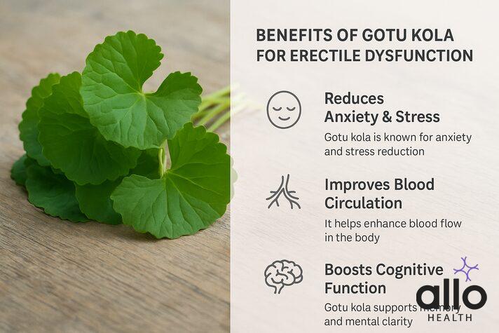 gotu kola erectile dysfunction