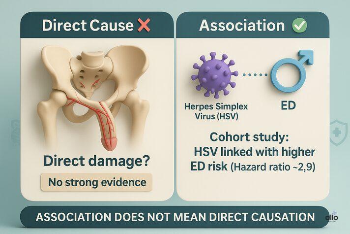 HSV linked with higher ED risk in studies, but no strong evidence of direct damage to penile arteries.