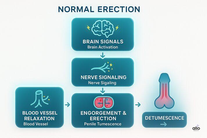 Flowchart of normal erection process: brain signals → nerve signaling → blood vessel relaxation → penile engorgement and erection → detumescence.