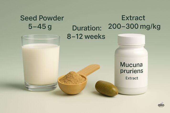 Mucuna Pruriens and Erectile Dysfunction: Uses and Benefits in Sexual Health 4 infographic showing Mucuna pruriens dosage for erectile dysfunction with seed powder, milk preparation, and capsule extract.
