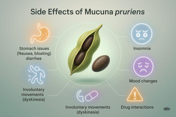 Mucuna Pruriens and Erectile Dysfunction: Uses and Benefits in Sexual Health 6 Infographic of Mucuna pruriens for erectile dysfunction showing possible side effects including nausea, insomnia, mood changes, dyskinesia, and drug interactions.