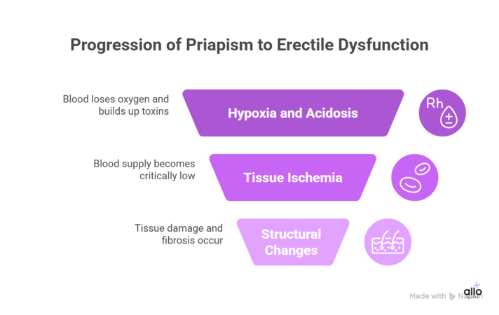 infographic showing why priapism can lead to erectile dysfunction
