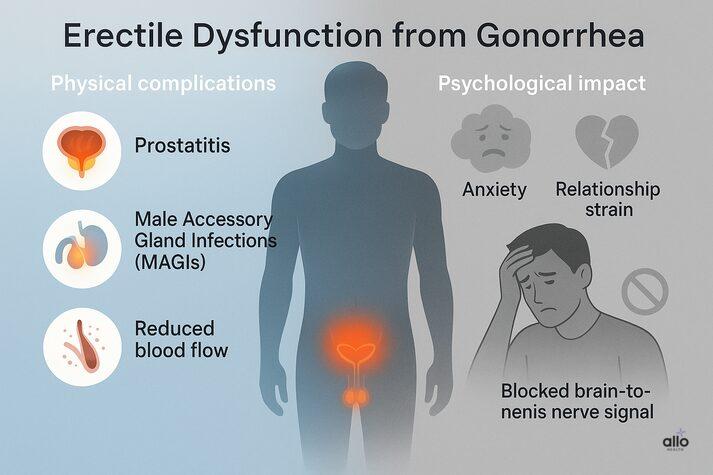 “Infographic explaining how gonorrhea can cause erectile dysfunction, with labeled icons for prostatitis, MAGIs, reduced blood flow, anxiety, relationship strain, and blocked nerve signals.”