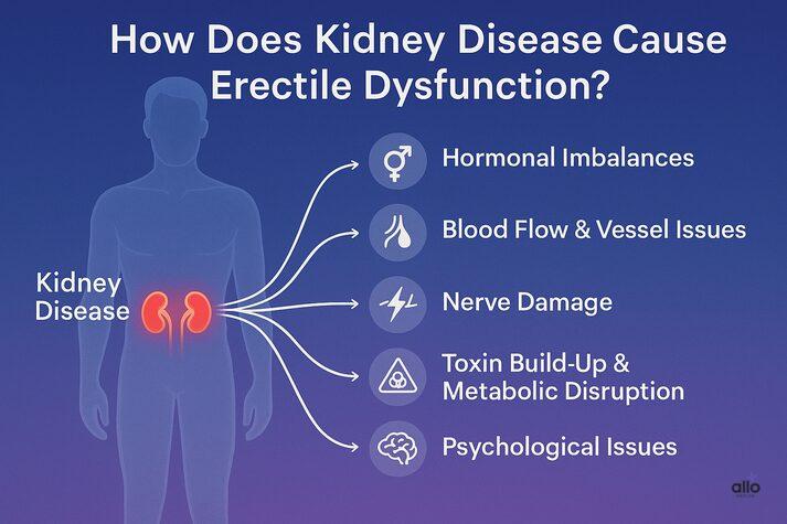Medical-style infographic showing a male silhouette with glowing red kidneys and urinary system. Around the figure are icons for male sex symbol, heart, brain, and energy, representing the connection between kidney function and sexual health.
