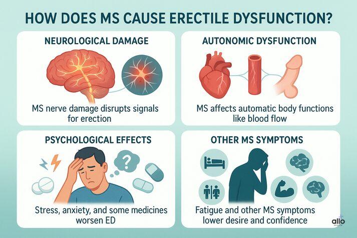 Infographic explaining how multiple sclerosis causes erectile dysfunction through neurological damage, autonomic dysfunction, psychological effects, and other MS symptoms such as fatigue and low confidence.