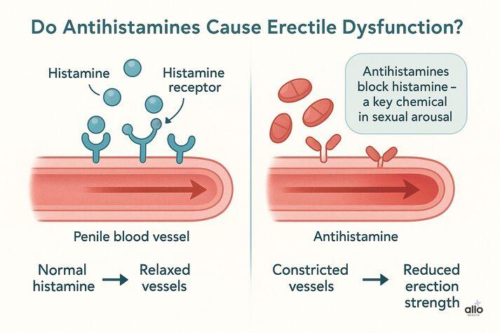 Medical diagram comparing normal histamine activity versus blocked histamine in penile blood vessels, showing reduced blood flow and weaker erection due to antihistamines.
