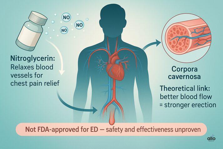Nitroglycerin and Erectile Dysfunction: Safe or Risky? 3 “Diagram showing how nitroglycerin relaxes blood vessels for chest pain relief and the theoretical link between increased blood flow and erections, highlighting that nitroglycerin is not FDA-approved for ED treatment.”
