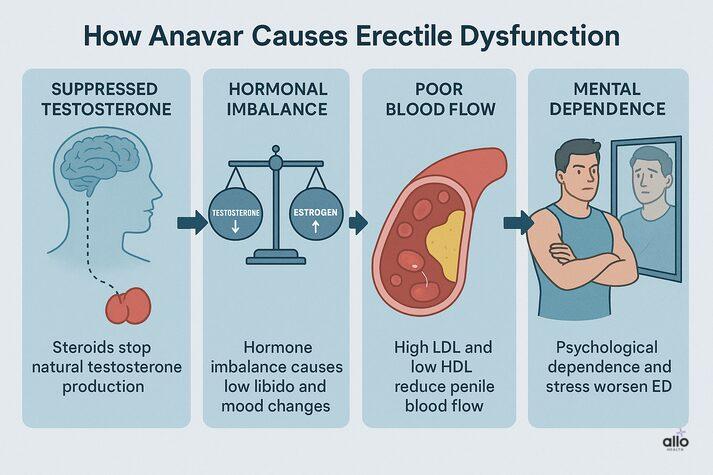 Anavar (Oxandrolone) and Erectile Dysfunction: Steroid Use and Risks 3 “Infographic showing how Anavar causes erectile dysfunction through suppressed testosterone, hormonal imbalance, poor blood flow, and psychological dependence.”