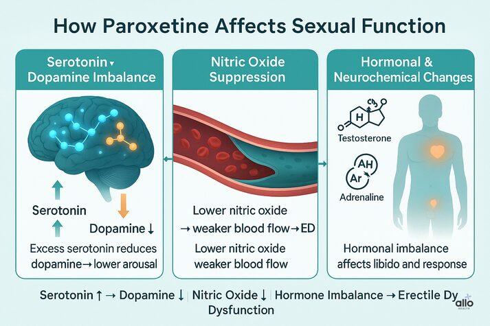 Paroxetine and Erectile Dysfunction: Causes and Treatments 3 “Infographic illustrating how paroxetine affects sexual function through serotonin-dopamine imbalance, nitric oxide suppression, and hormonal changes leading to erectile dysfunction.”