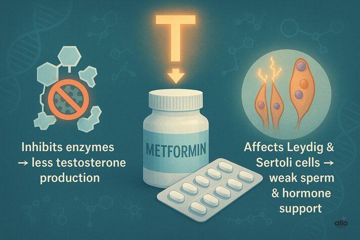 Metformin and Erectile Dysfunction: Link Between and Sexual Side Effects 3 Infographic explaining does metformin cause erectile dysfunction by reducing testosterone, showing Metformin pills, enzyme inhibition, and Sertoli Leydig cell impact.