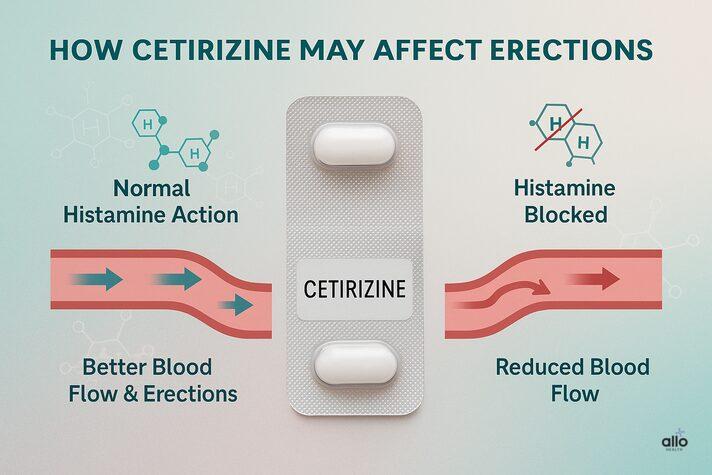 Semi-infographic showing how blocking histamine affects blood flow and sexual function, explaining the connection between cetirizine and erectile dysfunction.