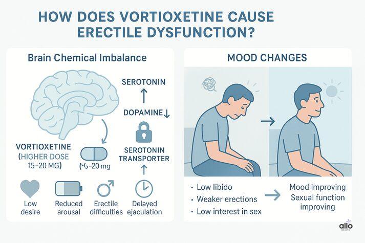 Vortioxetine and Erectile Dysfunction: Does This Antidepressant Affect Libido? 2 An educational infographic with two main sections. Left: Brain illustration showing serotonin levels increasing and dopamine decreasing, with icons for low desire, reduced arousal, erectile difficulties, and delayed ejaculation. A vortioxetine pill icon is shown with higher doses (15–20 mg) linked to more serotonin transporter blocking. Right: Illustration of a person transitioning from low mood to improved mood, with text explaining that low libido, weaker erections, and low interest in sex can improve as mood stabilizes.