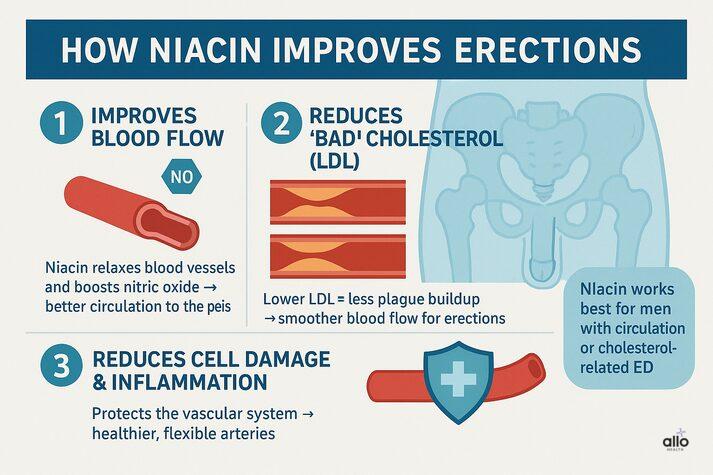 Niacin for Erectile Dysfunction: The Role of Vitamin B3 in Better Blood Flow 2 “Infographic showing how niacin improves erections by boosting blood flow, lowering LDL cholesterol, and reducing inflammation to support healthier blood vessels.”