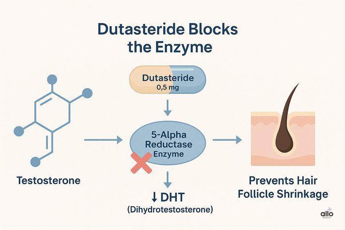 3D medical illustration showing how dutasteride blocks the 5-alpha reductase enzyme to reduce DHT levels, explaining the hormonal link behind dutasteride erectile dysfunction.