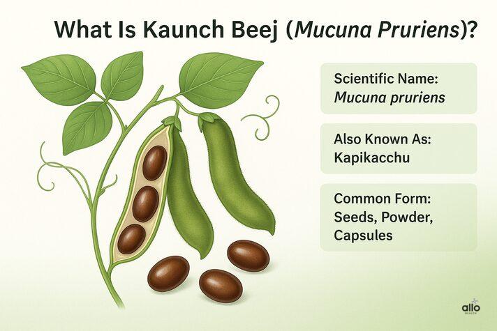 “Kaunch Beej plant ke pod aur beej ko dikhata hua botanical infographic, Mucuna Pruriens ke roop mein.