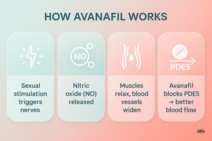 “Step-by-step infographic explaining how avanafil works for erectile dysfunction: sexual stimulation triggers nerves, nitric oxide is released, penile muscles relax and blood vessels widen, and avanafil blocks PDE5 to improve blood flow.”