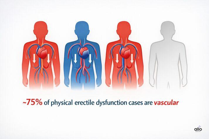 Understanding Vascular Erectile Dysfunction: Causes and Treatments 2 rectile dysfunction: psychological ED linked to stress and anxiety, and physical ED caused by reduced blood flow, highlighting that vascular ED accounts for most cases.