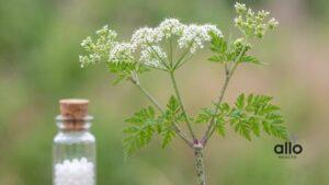 Featured Image | Conium Maculatum and Erectile Dysfunction: Homeopathic Approach Explained